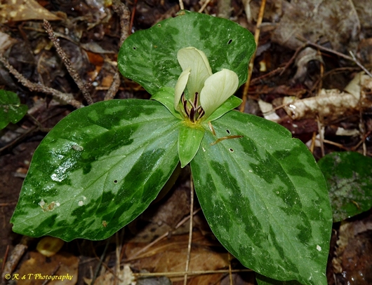 {Trillium discolor}